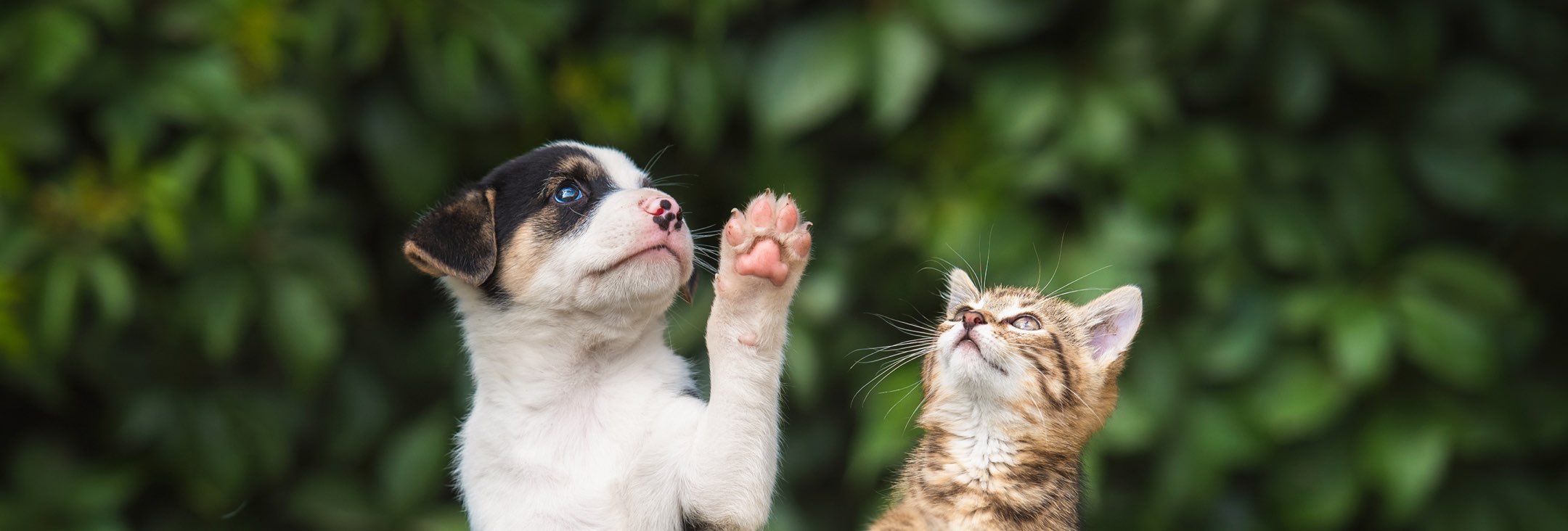 A puppy and a cat looking up