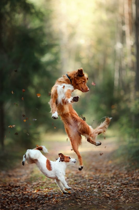Dogs jumping happily in a forest